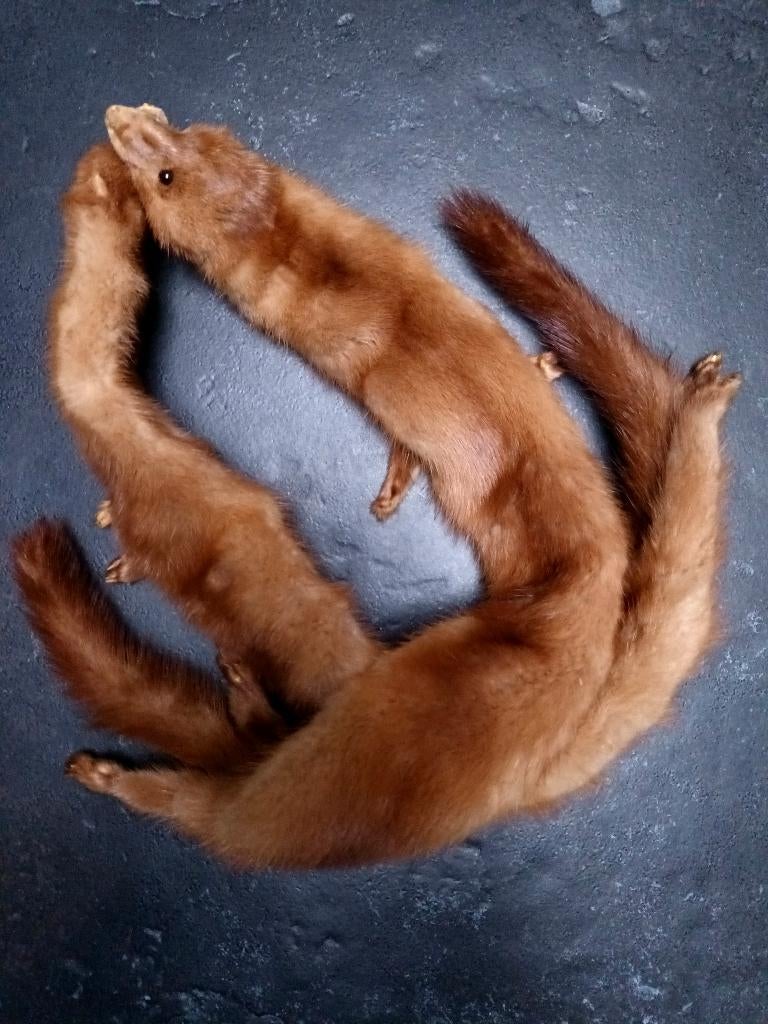 Sjaal bont - nerts, Verzenden, Zo goed als nieuw, Sjaal