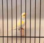 Gele Mozaïek kanaries 25, Dieren en Toebehoren