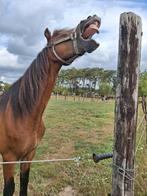 Goed thuis gezocht voor een braaf paard, Gechipt, Ruin, Niet van toepassing, 7 tot 10 jaar