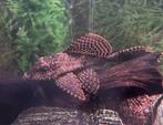 Pleco, Dieren en Toebehoren