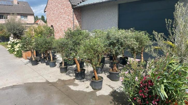 ‼️olijfbomen olea europaea aan onklopbare prijzen ‼️, Immo, Appartements & Studios à louer