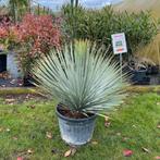 ‼️prachtige yucca rostrata aan stuntprijzen ‼️, Jardin & Terrasse, Enlèvement