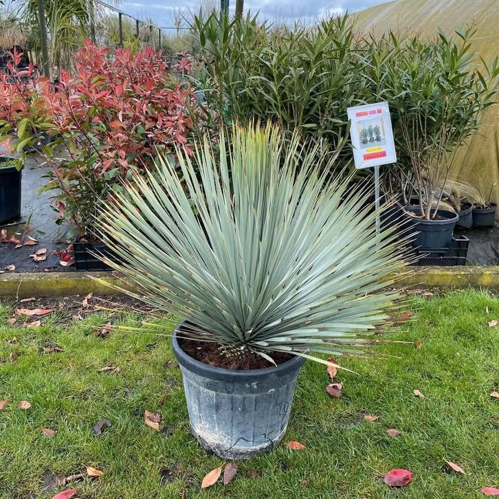‼️prachtige yucca rostrata aan stuntprijzen ‼️, Tuin en Terras, Planten | Tuinplanten, Ophalen