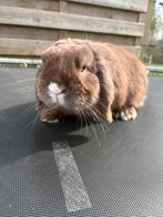 Nhd konijn, Dieren en Toebehoren