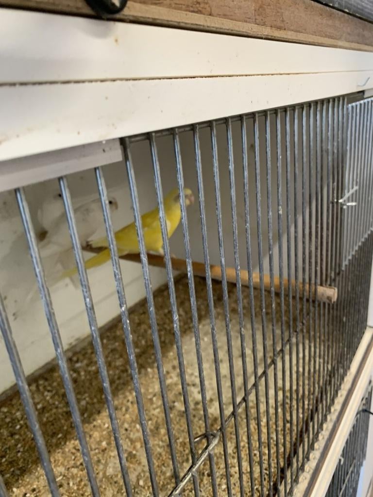 rooodrug parkiet, Dieren en Toebehoren, Vogels | Parkieten en Papegaaien, Vrouwelijk, Parkiet, Geringd