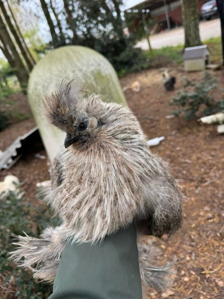 Zijdehoen hen, Vrouwelijk, Kip