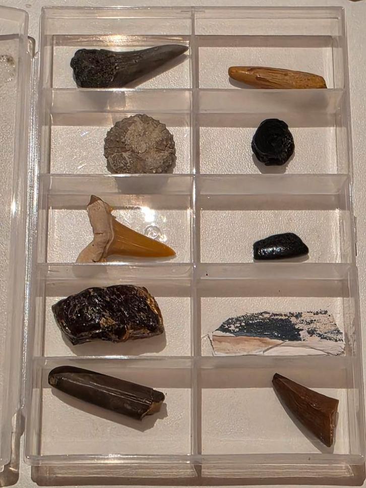 Lot de 10 magnifiques fossiles dans une boîte., Collections, Minéraux & Fossiles, Fossile, Enlèvement ou Envoi