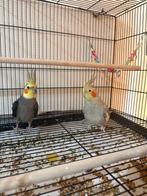 Valkparkieten (man en pop)