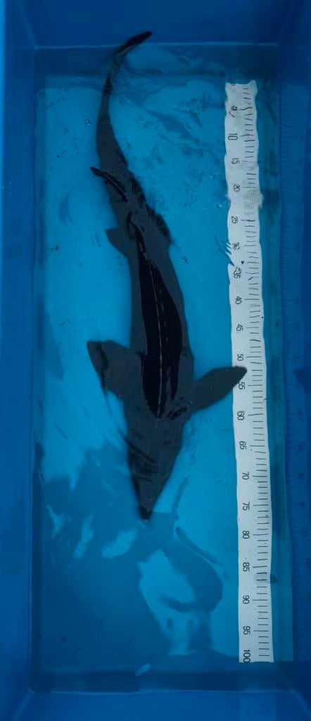 Esturgeon 90 cm, Dieren en Toebehoren, Vissen | Vijvervissen, Steur