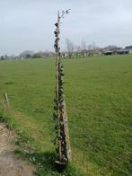 Hedera hybernica, Tuin en Terras, Planten | Struiken en Hagen, Ophalen