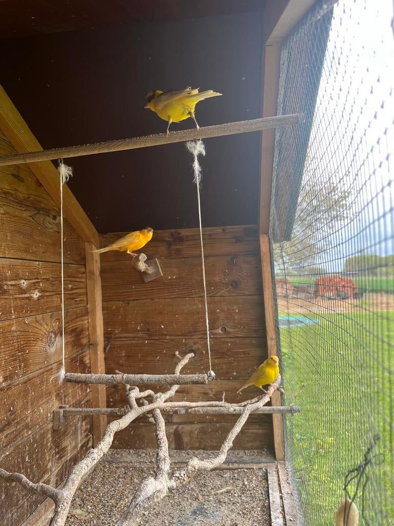 Kanaries: 2 mannetjes te kiezen