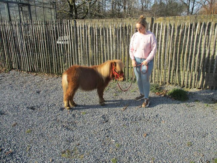 Lieve ini mini schetlander., Dieren en Toebehoren, Pony's, Gechipt