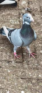 Wamduiven mooi koppel, Animaux & Accessoires, Oiseaux | Pigeons