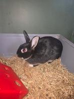 Zwart dwergkonijntje, Dieren en Toebehoren, Ophalen, Gebruikt, Kooi, Konijn