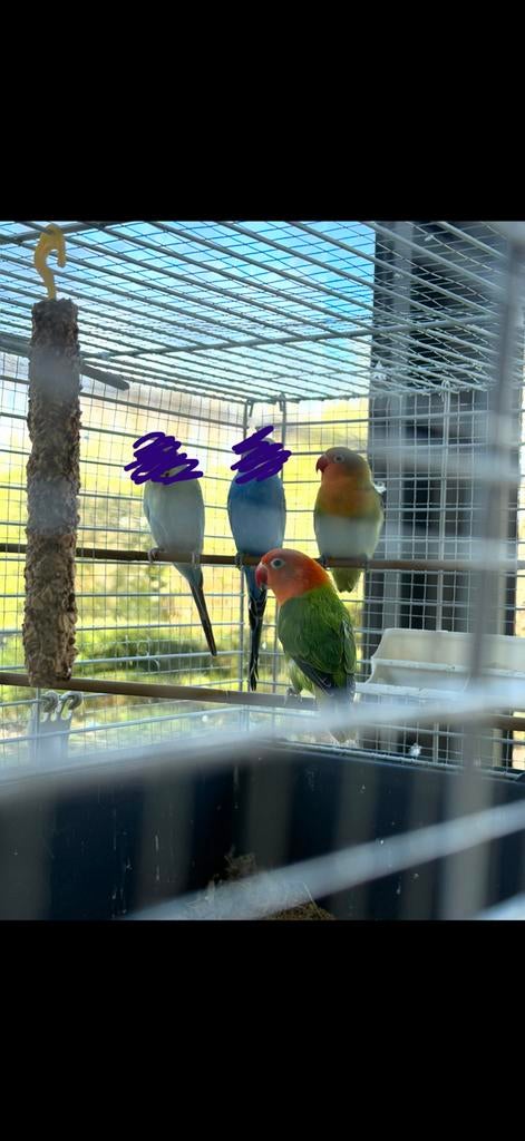 2 jeunes tourtereaux (Agapornis)