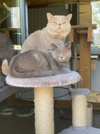 Britse korthaar, Dieren en Toebehoren, Kater, Met stamboom, 3 tot 5 jaar