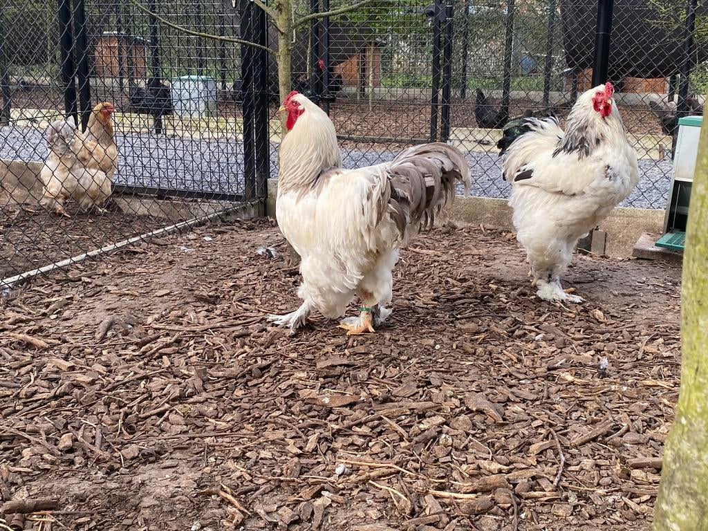 Broedeieren brahma wit-zwart/wit- blauw columbia, Animaux & Accessoires, Volatiles