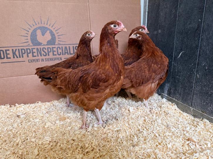 Jonge tamme Sussex kippen rood gesekst & ingeënt, Dieren en Toebehoren, Pluimvee, Kip, Vrouwelijk