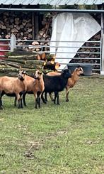 Jonge mooie Kameroen ras schapen : jonge ooien + lammetjes, Dieren en Toebehoren, Schapen, Geiten en Varkens