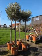 Olijfboom Olea Europaea, Tuin en Terras, Ophalen, Olijfboom