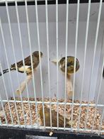 Gloster kanaries, Dieren en Toebehoren, Vogels | Kanaries