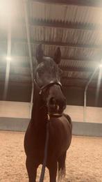 Prachtige dressuur merrie te koop, Dieren en Toebehoren, Paarden