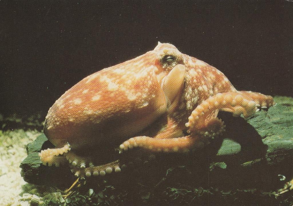 KLEINE  ACHTARM  INKTVIS, Collections, Cartes postales | Animaux, Envoi, Non affranchie, Animal aquatique