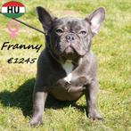 Franny, Bouledogue Français femelle bleu - à vendre, 15 semaines à 1 an, Hépatite contagieuse (maladie de Rubarth), Chienne, Bouledogue
