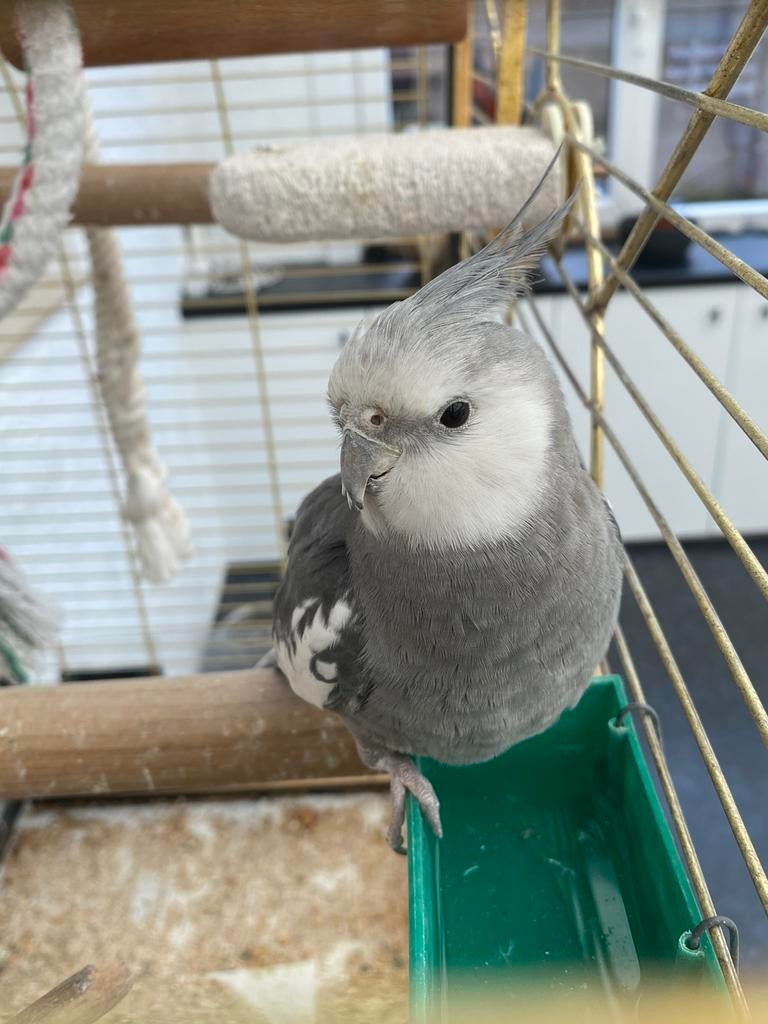 Valkparkiet man, Mâle, Perruche