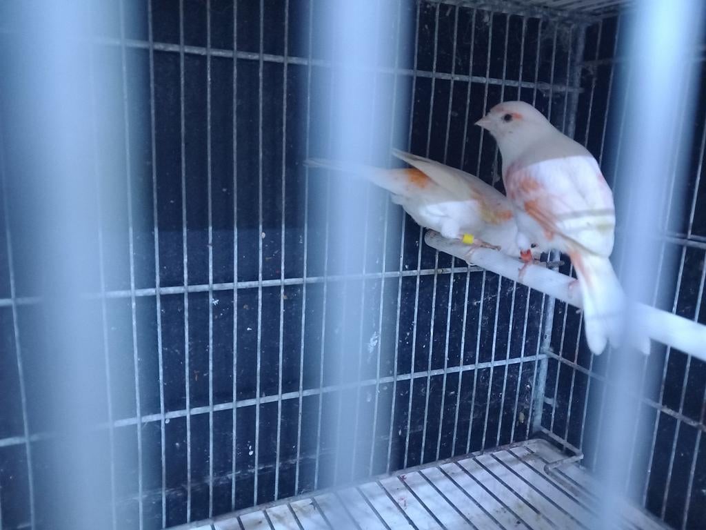 Couplé mousaique rouge., Animaux & Accessoires, Femelle