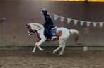 Lieve 6 j Dpony merrie, Dieren en Toebehoren, Pony's, Merrie