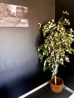 Kunstplant, Huis en Inrichting, Woonaccessoires | Kunstplanten en Kunstbloemen, Ophalen, Zo goed als nieuw