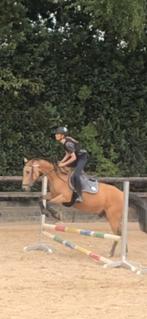 Verzorgpony/halve stal gezocht, Dieren en Toebehoren, Paarden