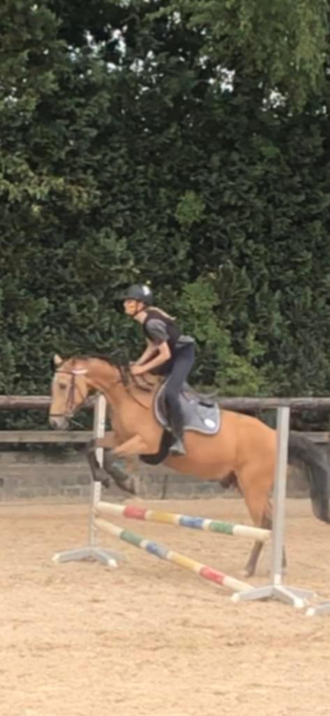 Verzorgpony/halve stal gezocht, Animaux & Accessoires, Chevaux