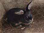 Duitsereus zwarte otter ram, Dieren en Toebehoren, Konijnen, Mannelijk, Groot, 0 tot 2 jaar