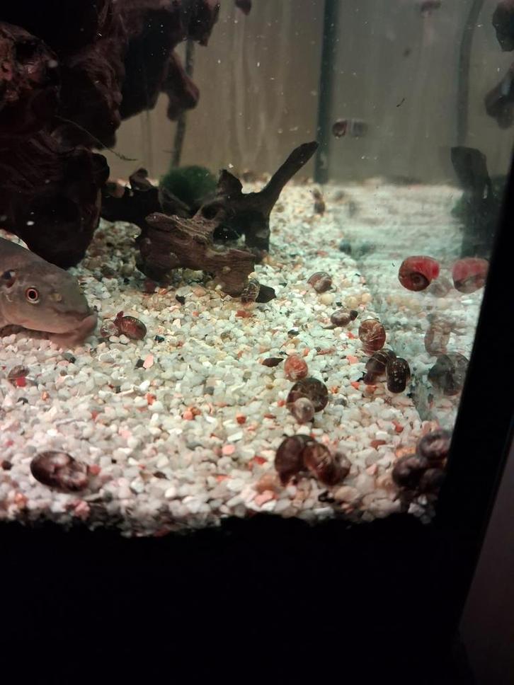 50 escargots planorbes pour 3 euros
Coquilles abîmées par le, Animaux & Accessoires, Poissons | Poissons d'aquarium