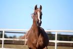 3 jarig arabisch volbloed merrietje, Dieren en Toebehoren, Merrie, Met stamboom, 3 tot 6 jaar