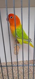 Agapornis fischeri koppel opaline dilute unieke kleur, Dieren en Toebehoren, Meerdere dieren, Dwergpapegaai of Agapornis, Geringd