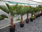 Trachycarpus Wagnerianus palm, Tuin en Terras, Planten | Bomen, Ophalen
