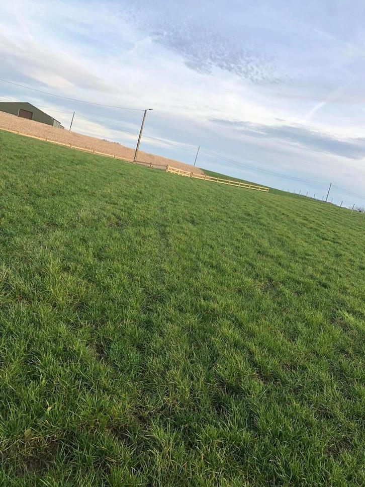 Pensionstalling 24/7 buiten op paddock, Dieren en Toebehoren, Stalling en Weidegang