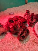 Goudbrakel kuikens, Sexe inconnu, Poule ou poulet