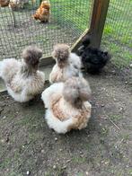 Zijdehoender eitjes van de kleur Zilverpatrijs, Dieren en Toebehoren, Pluimvee