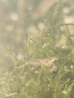 Garnalen neocaridina aquarium, Enlèvement