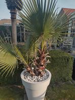 Palmboom Washingtonia, Tuin en Terras, Ophalen