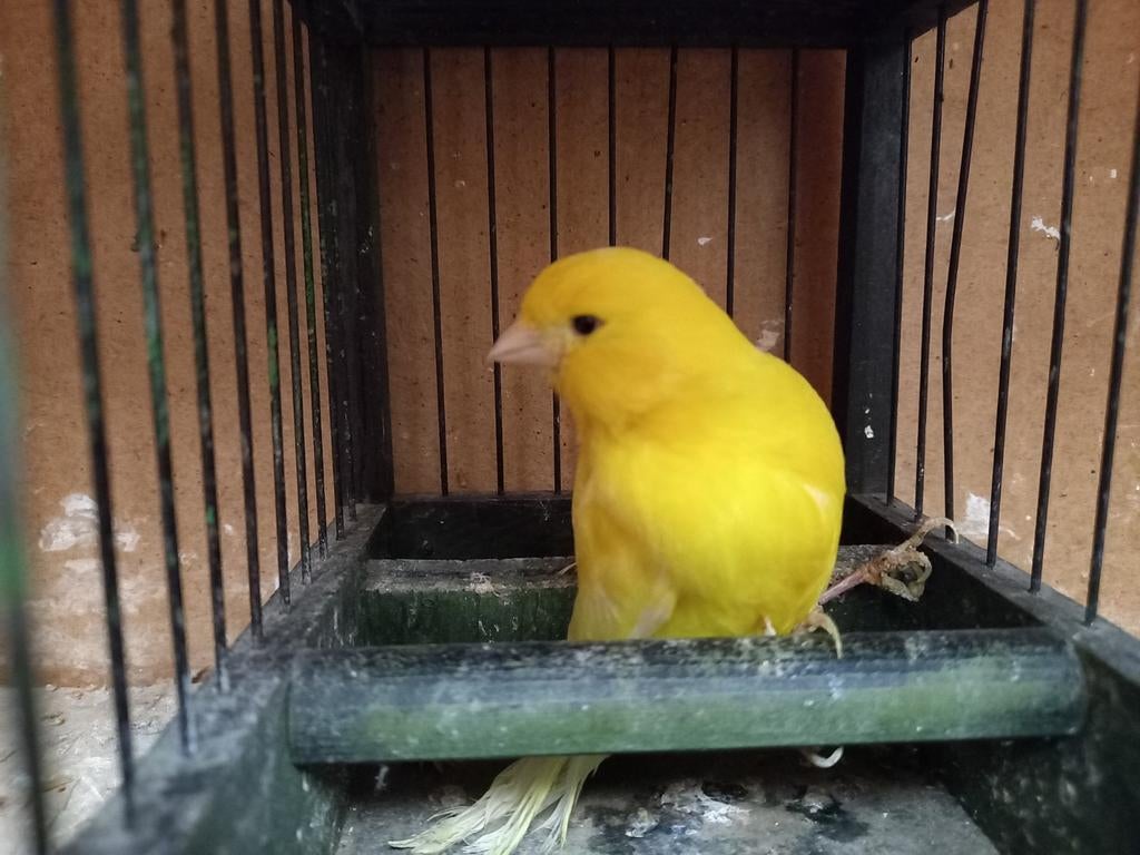 Kanarie man, Dieren en Toebehoren, Vogels | Kanaries