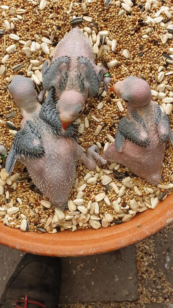 Halsbandparkieten, Geringd