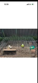 Dierenren., Dieren en Toebehoren, Ophalen, Zo goed als nieuw