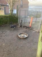 Zwarte zwanen, Dieren en Toebehoren