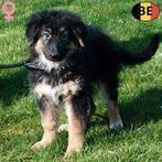 Duitse Herder, prachtige langharige en kortharige pups, Dieren en Toebehoren, Parvo, België, 15 weken tot 1 jaar, Handelaar