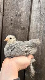 Brahma kriel meerzomig zilverpatrijs kuikens, Dieren en Toebehoren, Vrouwelijk, Kip